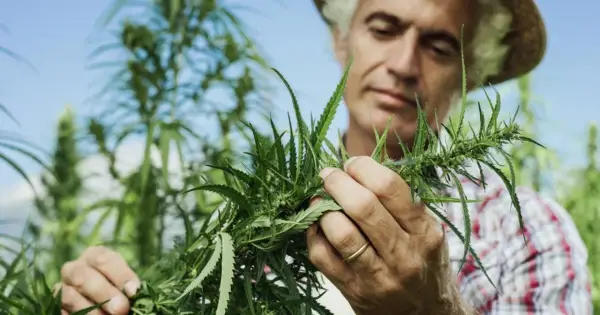 Marihuana a depresja - kiedy chwilowa ulga zaczyna szkodzić?